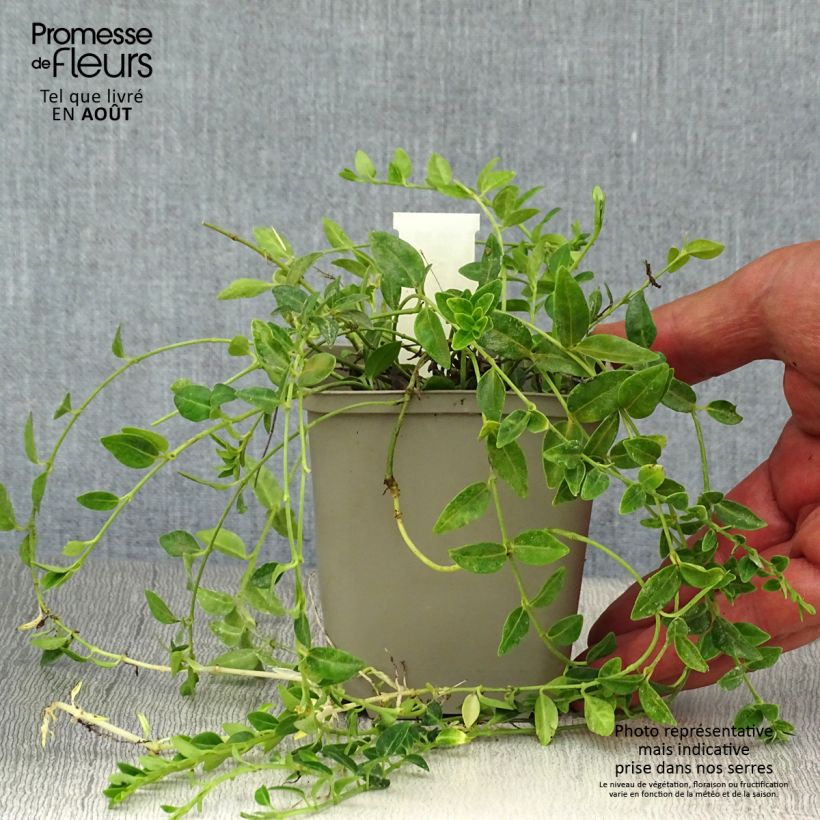 Exemplaar van Vinca minor Elisa - Kleine maagdenpalm Kweekpotje van 8/9 cm zoals geleverd in de zomer