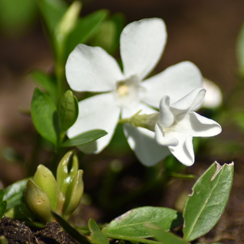 Vinca minor Elisa - Kleine maagdenpalm (Bloei)