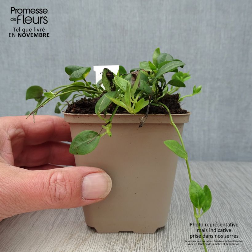 Exemplaar van Vinca minor Gertrude Jekyll - Kleine maagdenpalm Kweekpotje van 8/9 cm zoals geleverd in de herfst