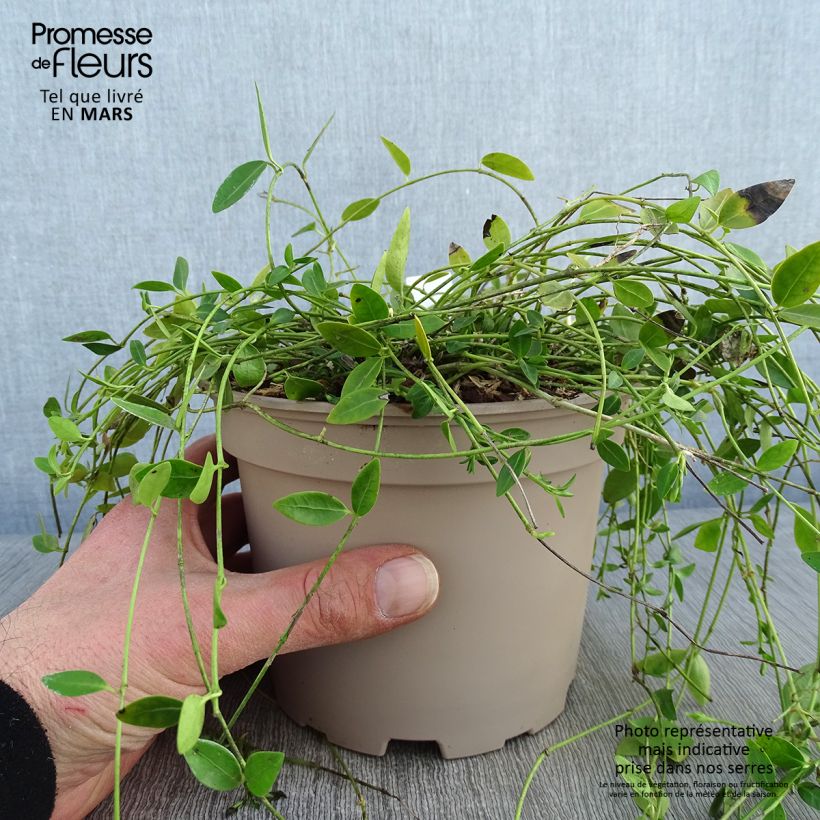 Exemplaar van Vinca minor Gertrude Jekyll - Kleine maagdenpalm Pot van 2 l/3 l zoals geleverd in de winter
