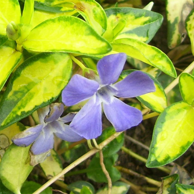 Vinca minor Illumination - Kleine maagdenpalm (Flowering)