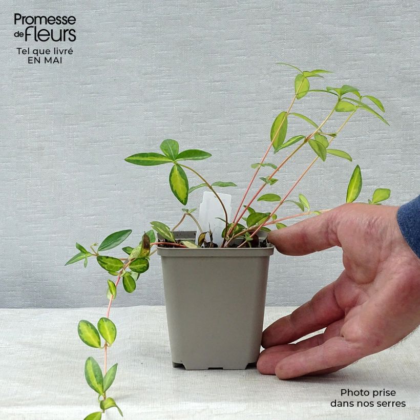 Example of Vinca minor Illumination - Kleine maagdenpalm Kweekpotje van 8/9 cm as you get in printemps