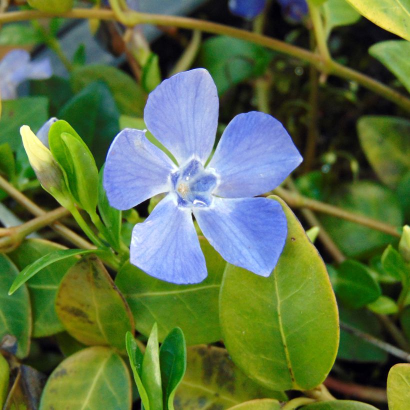 Vinca minor Marie - Kleine maagdenpalm (Bloei)