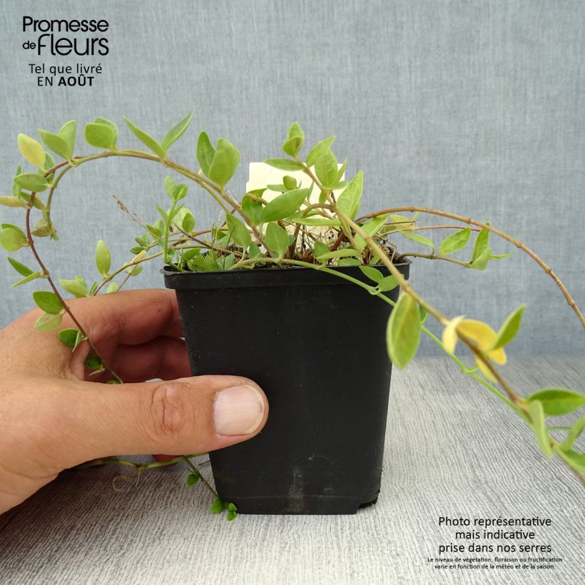 Exemplaar van Vinca minor Marie - Kleine maagdenpalm Kweekpotje van 8/9 cm zoals geleverd in de zomer