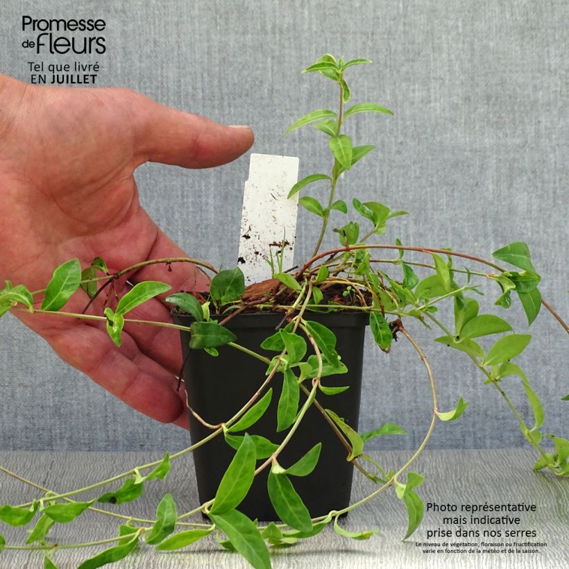 Exemplaar van Vinca minor Multiplex - Kleine maagdenpalm Kweekpotje van 8/9 cm zoals geleverd in de zomer