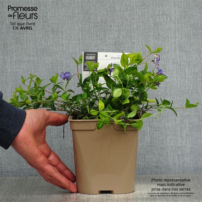 Example of Vinca minor - Kleine maagdenpalm Pot van 2 l/3 l as you get in printemps