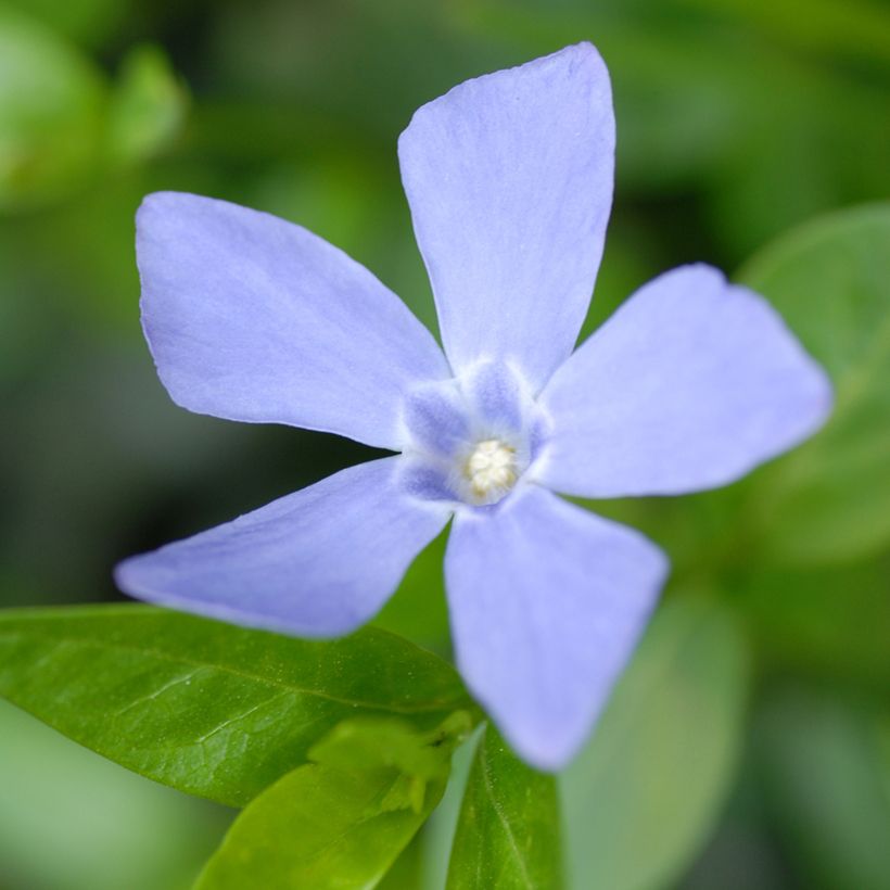Vinca minor Valentin - Kleine maagdenpalm (Bloei)