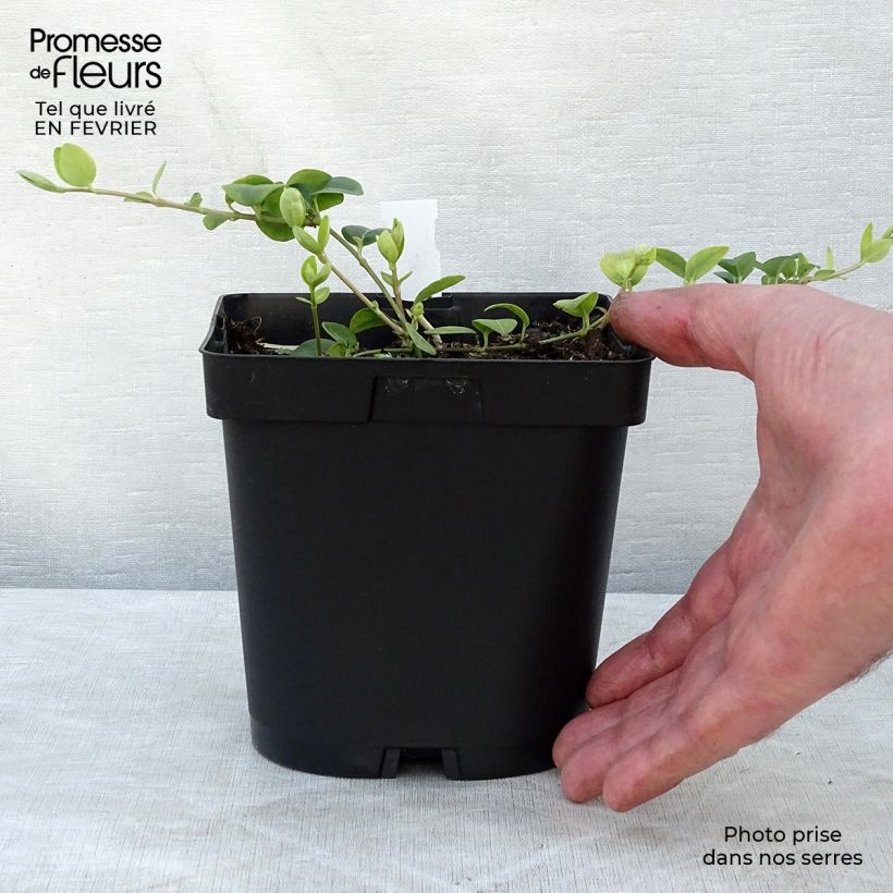 Exemplaar van Vinca minor White Power - Kleine maagdenpalm Pot van 2 l/3 l zoals geleverd in de winter