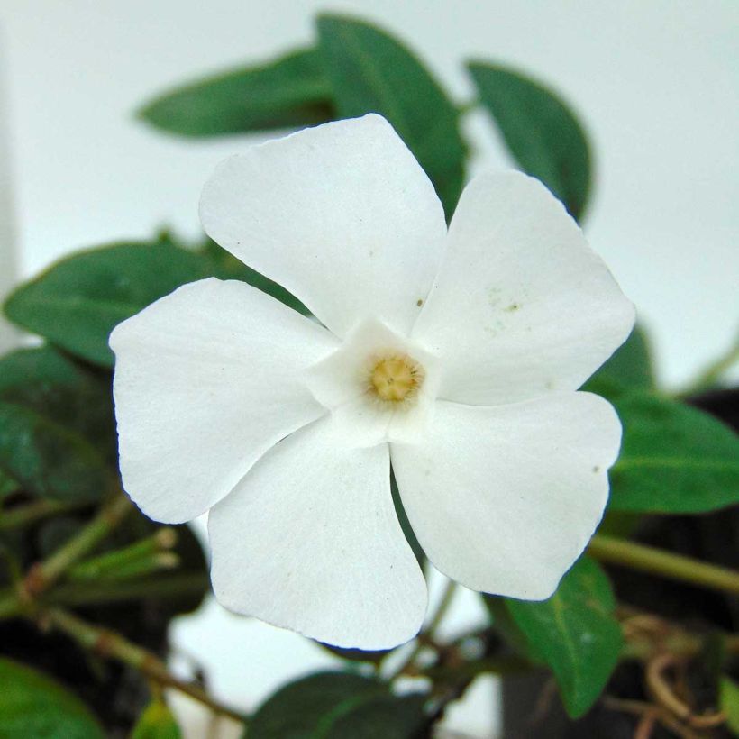 Vinca minor White Power - Kleine maagdenpalm (Bloei)