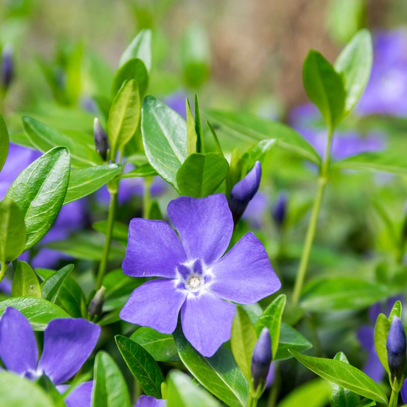 Vinca minor - Kleine maagdenpalm (Bloei)