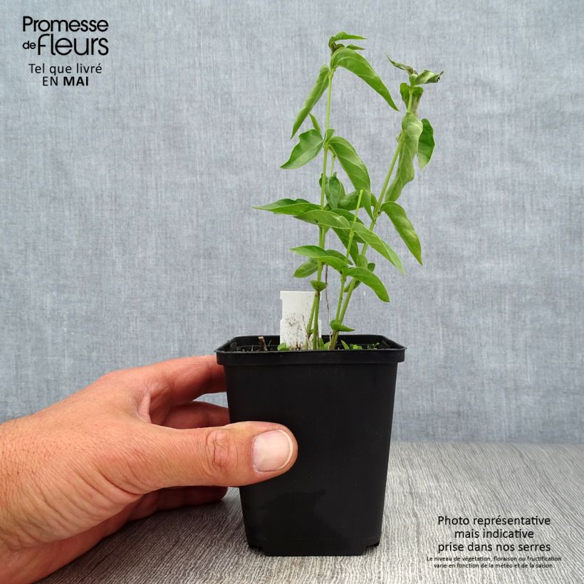 Example of Vincetoxicum hirundinaria - Witte engbloem Kweekpotje van 8/9 cm as you get in printemps