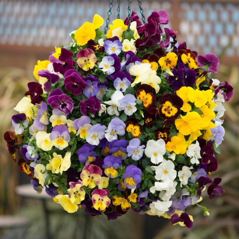 Viola wittrockiana Cool Wave Mix - Hangende/spreidende grootbloemige violen Mix (Bloei)