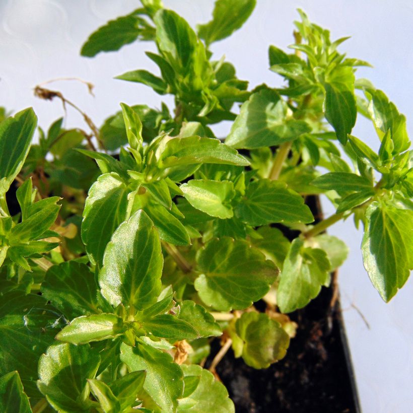 Viola cornuta Icy But Spicy - Hoornviooltje (Blad)