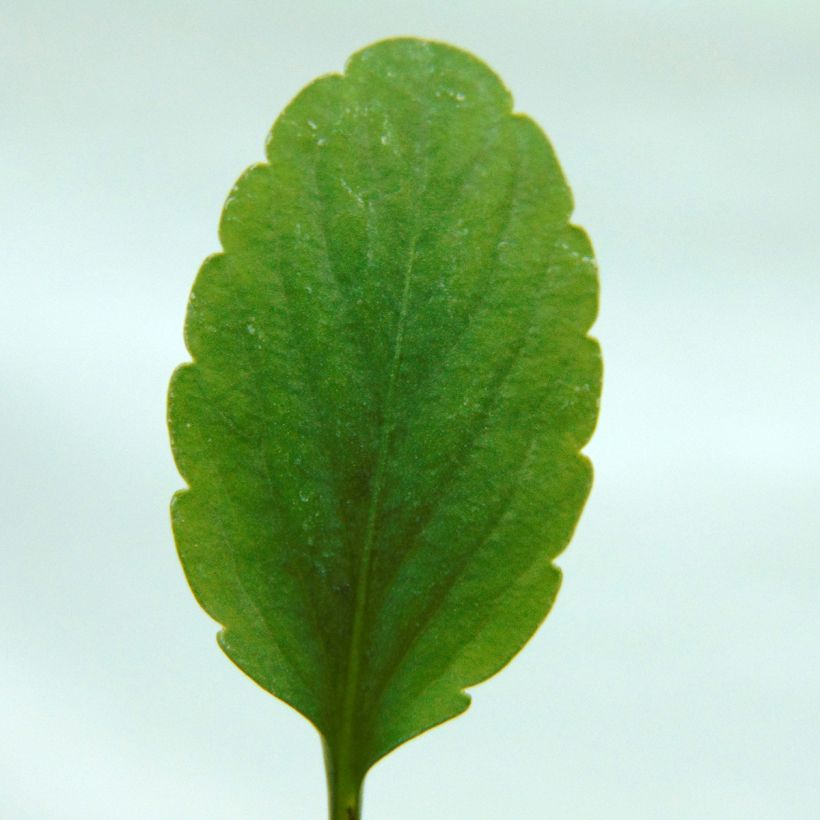 Viola Etain - Hoornviooltje (Blad)