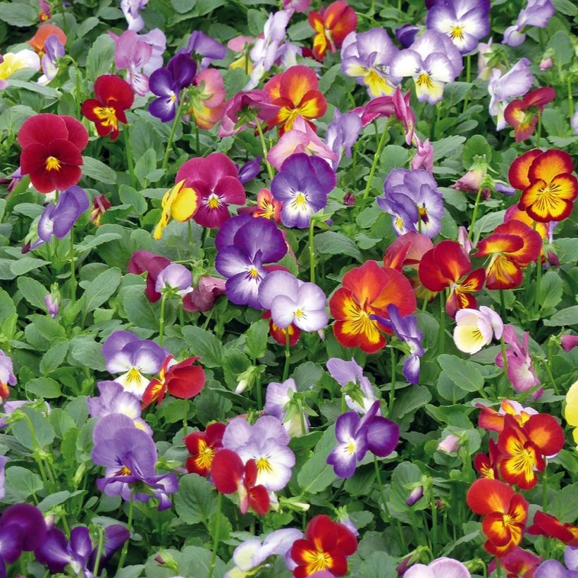 Viola wittrockiana Ultima Radiance F1 Mix - Middel-grootbloemige violen in mix (Groeiplaats)