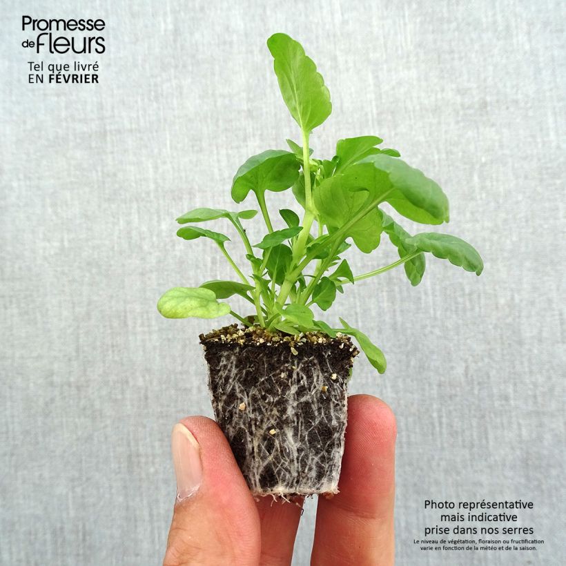 Exemplaar van Viola cornuta Butterfly Orange and Purple - Hoornviooltje Kluitplant: kluit 3,8 cm x 3,2 cm in een tray voor 16 planten zoals geleverd in de herfst