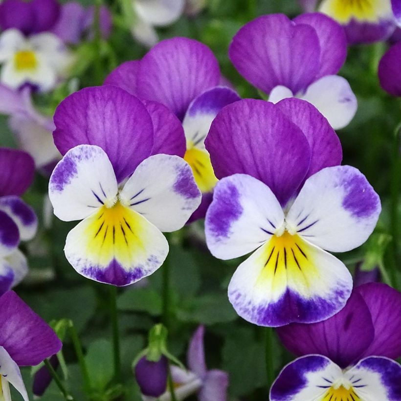 Viola cornuta Butterfly Rose White Face - Hoornviooltje (Bloei)