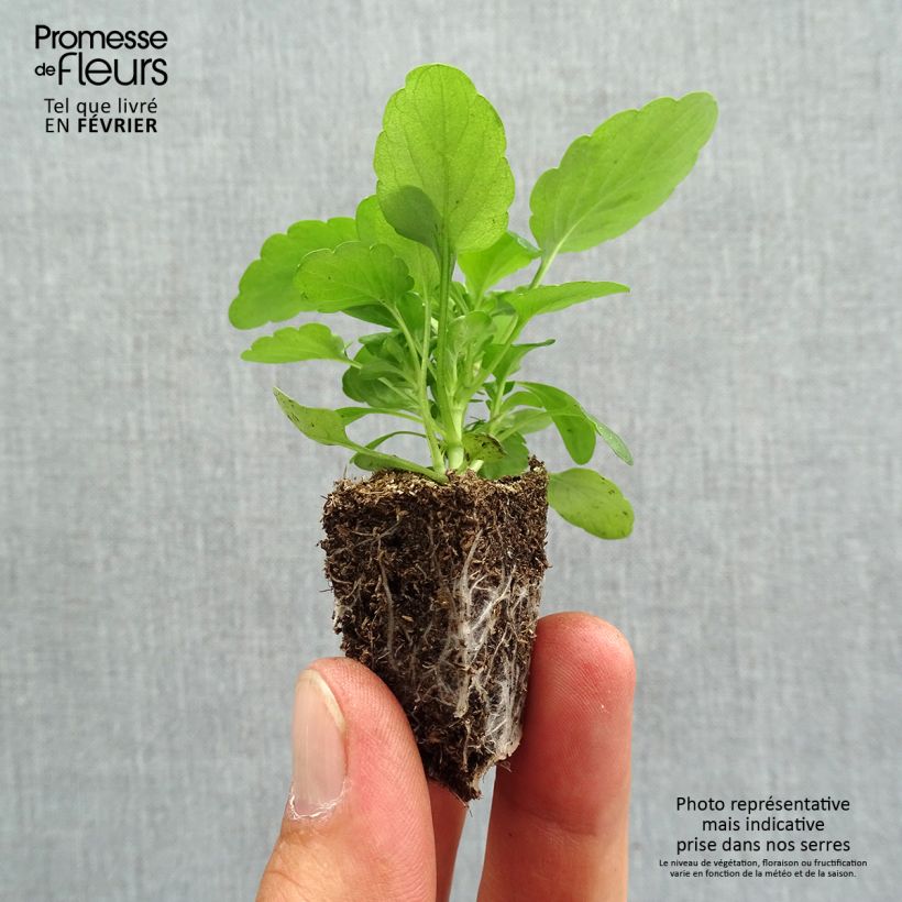 Exemplaar van Viola cornuta Butterfly Rose White Face - Hoornviooltje Kluitplant: kluit 3,8 cm x 3,2 cm in een tray voor 16 planten zoals geleverd in de herfst