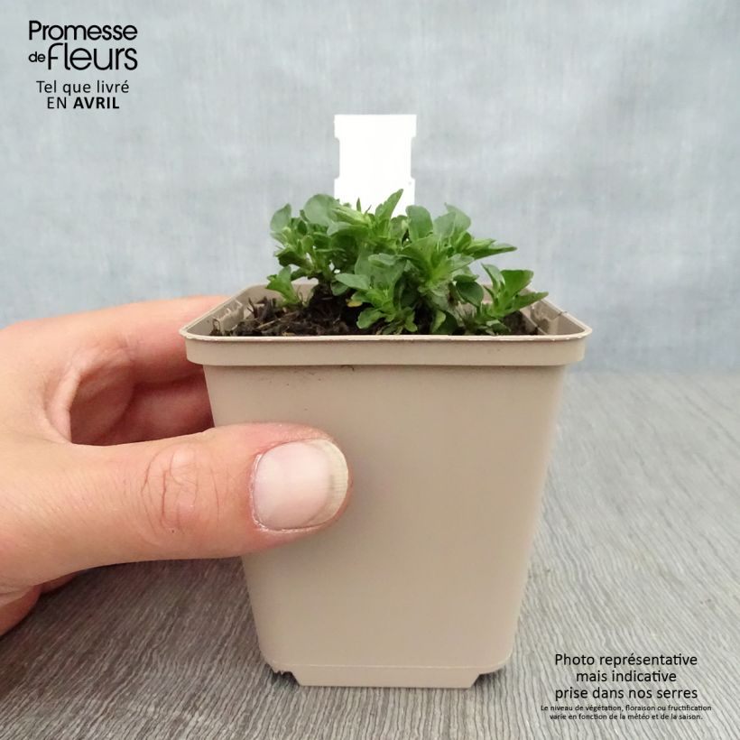 Exemplaar van Viola cornuta Martin - Hoornviooltje Kweekpotje van 8/9 cm zoals geleverd in de lente