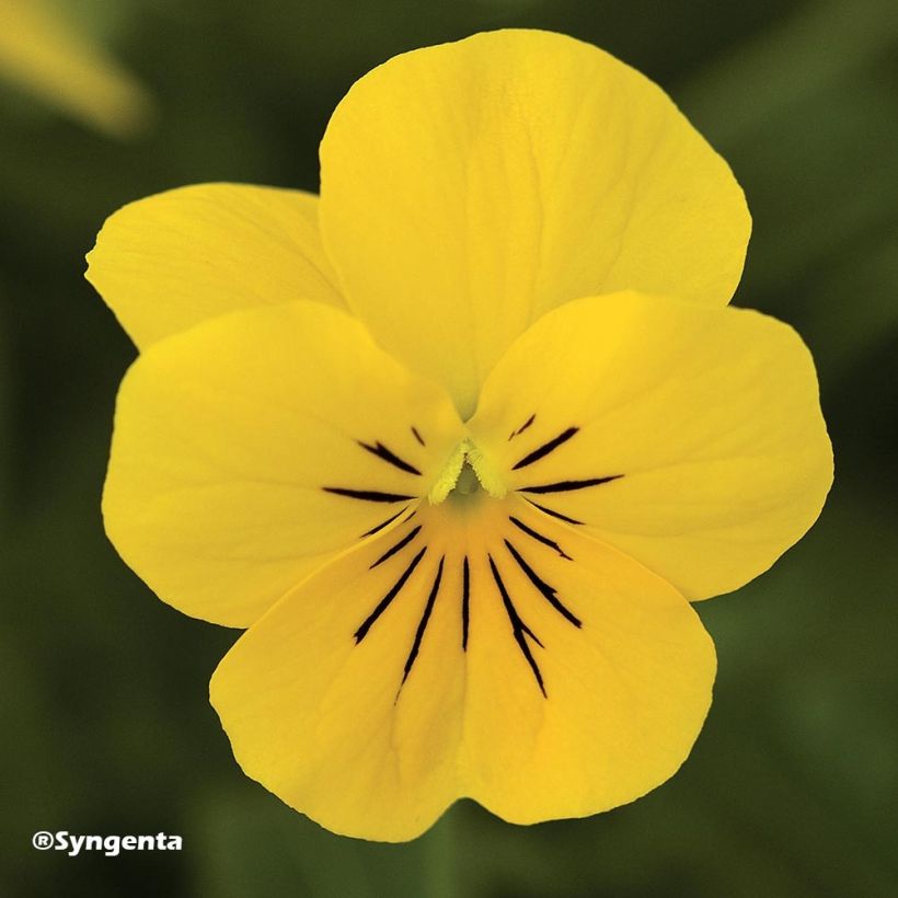 Viola cornuta F1 Penny Yellow - Hoornviooltje (Bloei)