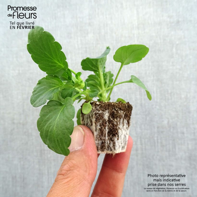 Exemplaar van Viola cornuta F1 Prim Up Citrus Mix - Hoornviooltje Kluitplant: kluit 3,8 cm x 3,2 cm in een tray voor 16 planten zoals geleverd in de herfst