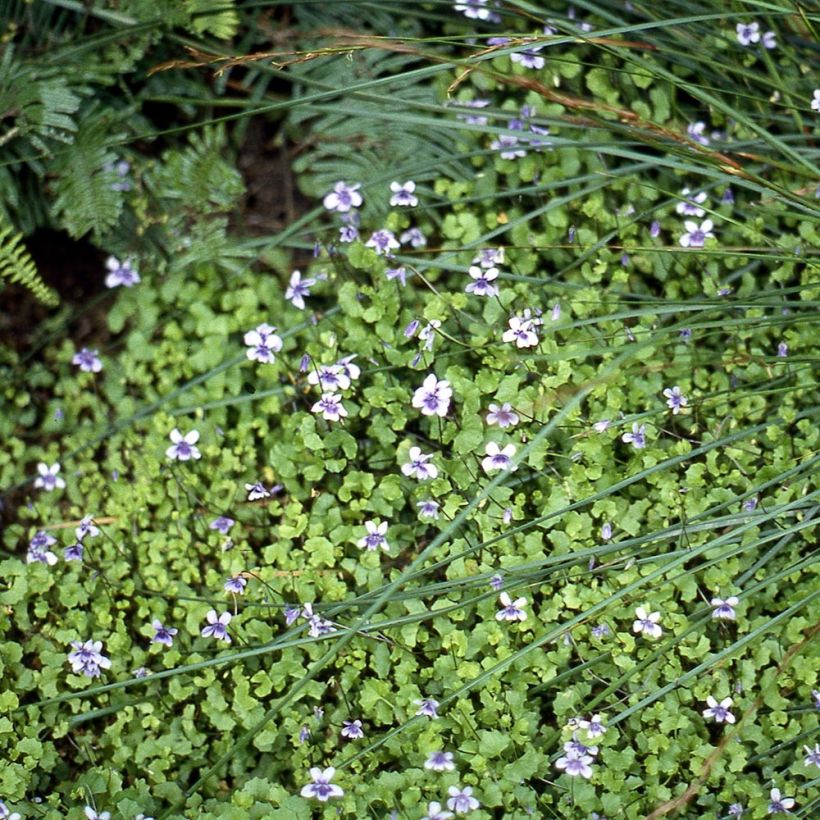 Viola hederacea - Klimopviooltje (Groeiplaats)