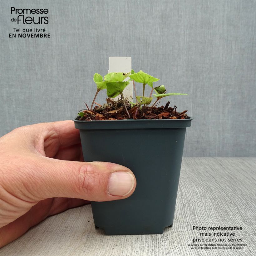 Exemplaar van Viola Mars - Viool Kweekpotje van 8/9 cm zoals geleverd in de herfst