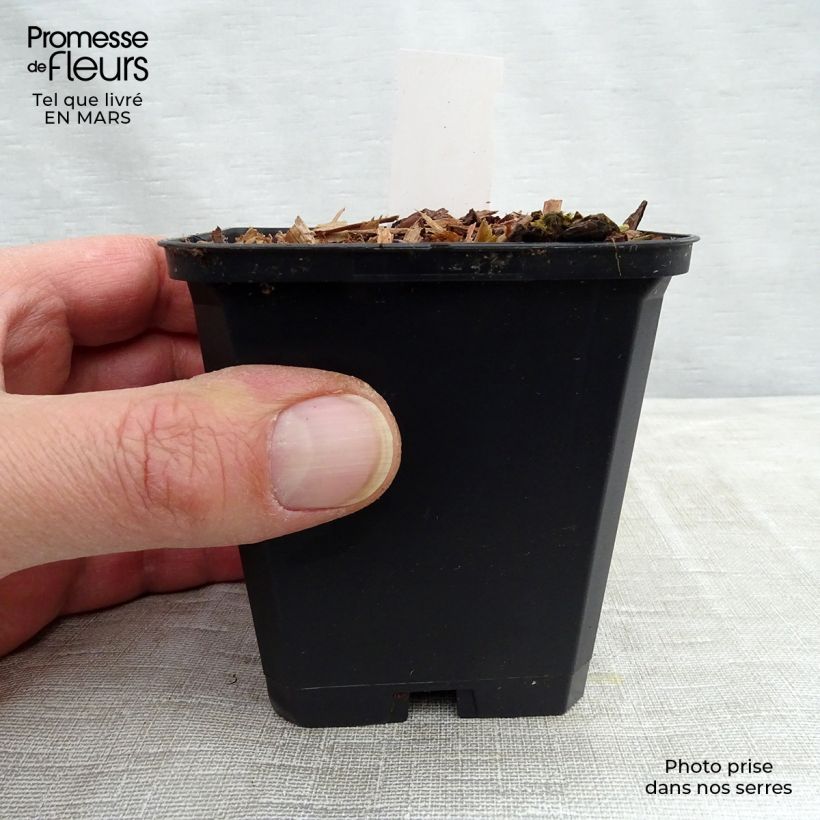 Exemplaar van Viola Mars - Viool Kweekpotje van 8/9 cm zoals geleverd in de lente