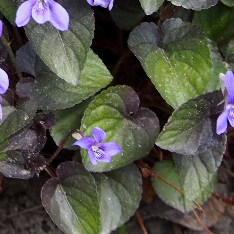 Viola riviniana var. purpurea - Bleeksporig bosviooltje (Blad)