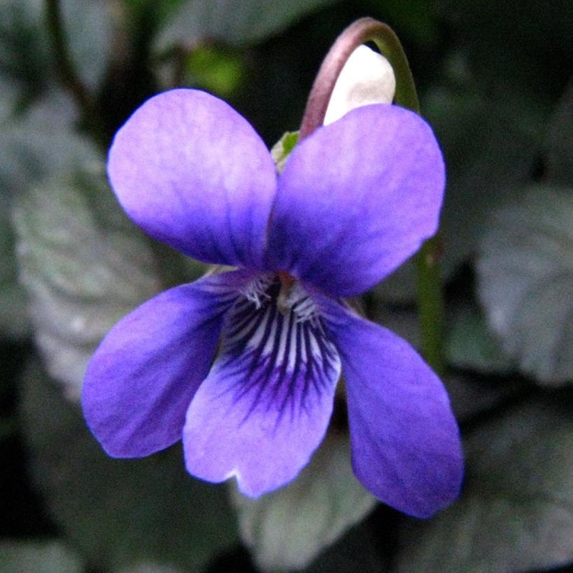 Viola riviniana var. purpurea - Bleeksporig bosviooltje (Bloei)