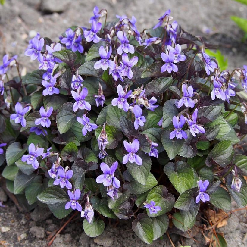 Viola riviniana var. purpurea - Bleeksporig bosviooltje (Groeiplaats)
