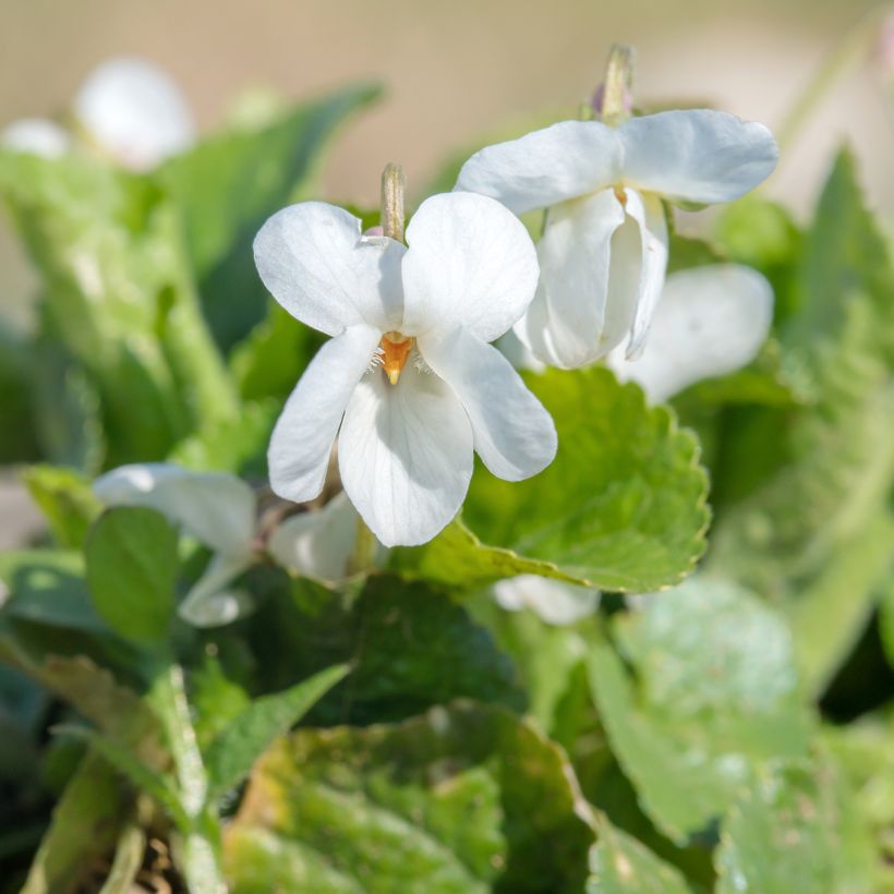 Viola odorata Alba - Geurviooltje (Bloei)