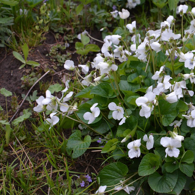 Viola odorata Alba - Geurviooltje (Groeiplaats)