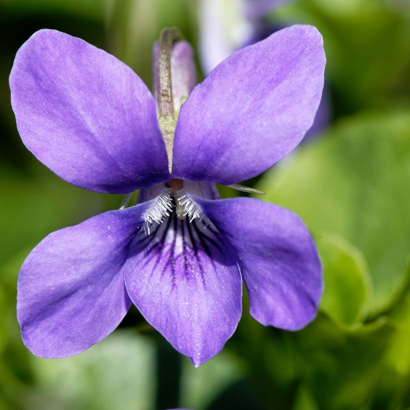 Viola odorata - Geurviooltje (Bloei)