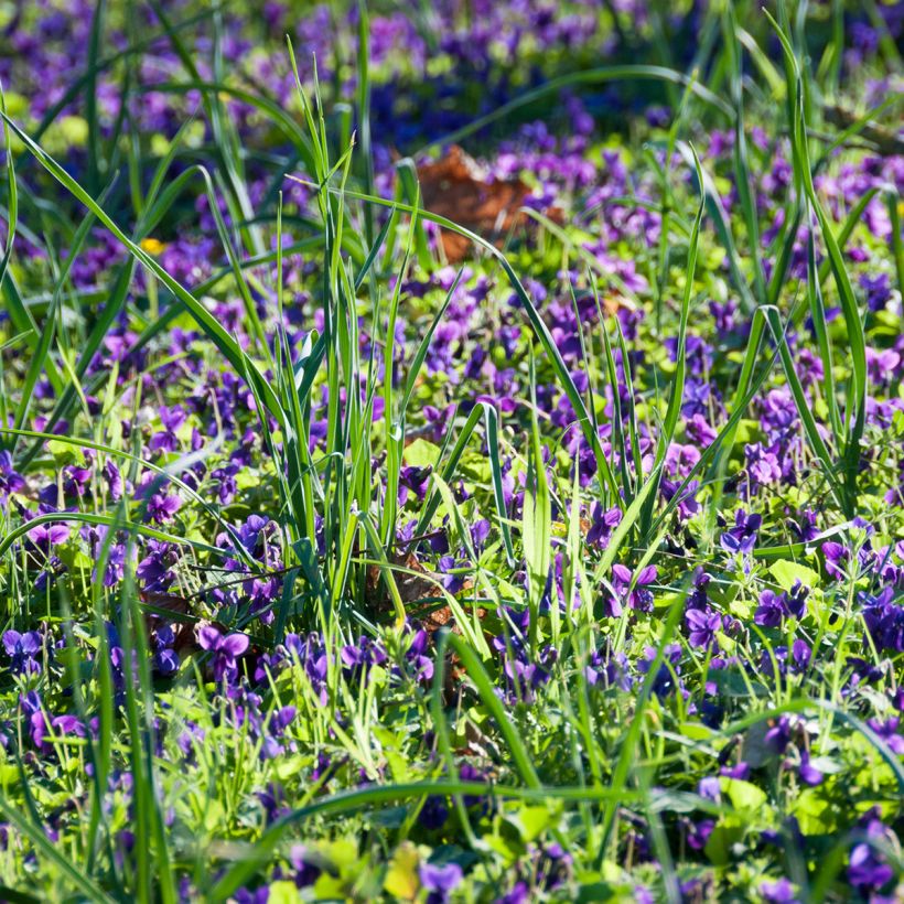 Viola odorata - Geurviooltje (Groeiplaats)