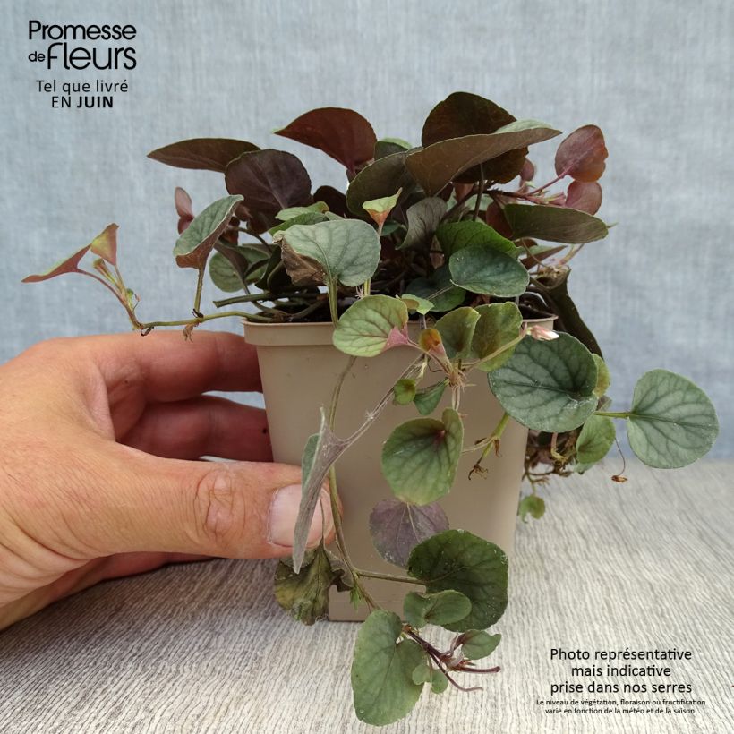 Exemplaar van Viola walteri Silver Gem - Viool Kweekpotje van 8/9 cm zoals geleverd in de zomer