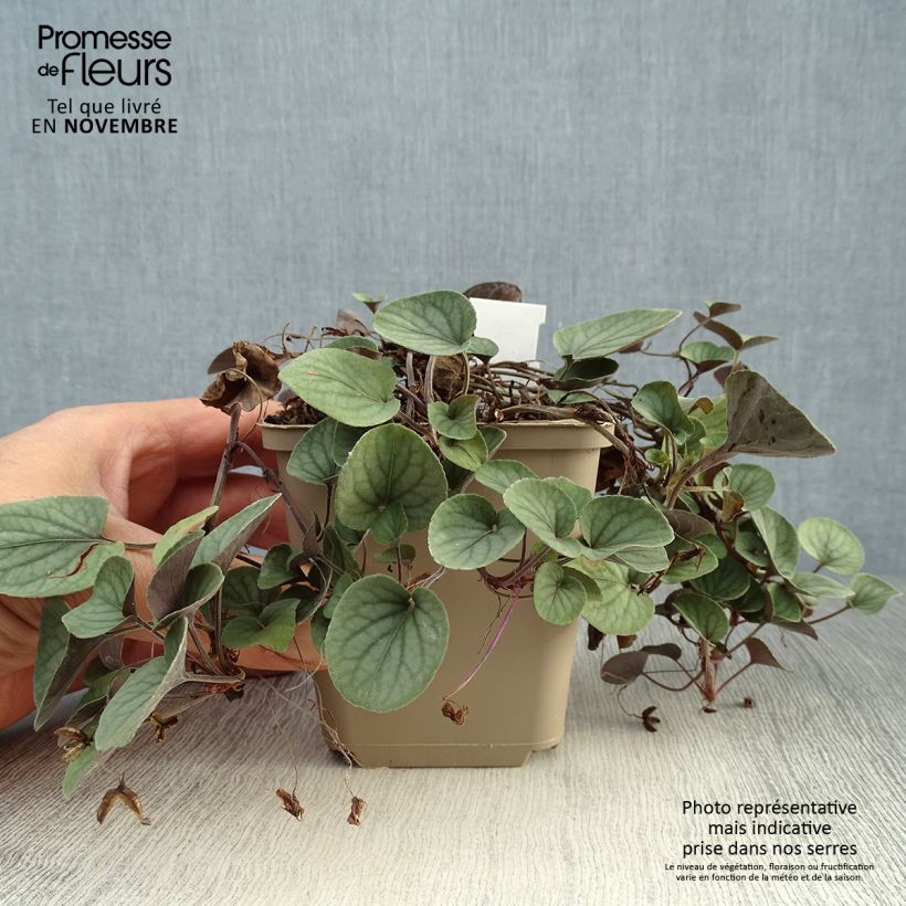 Exemplaar van Viola walteri Silver Gem - Viool Kweekpotje van 8/9 cm zoals geleverd in de herfst