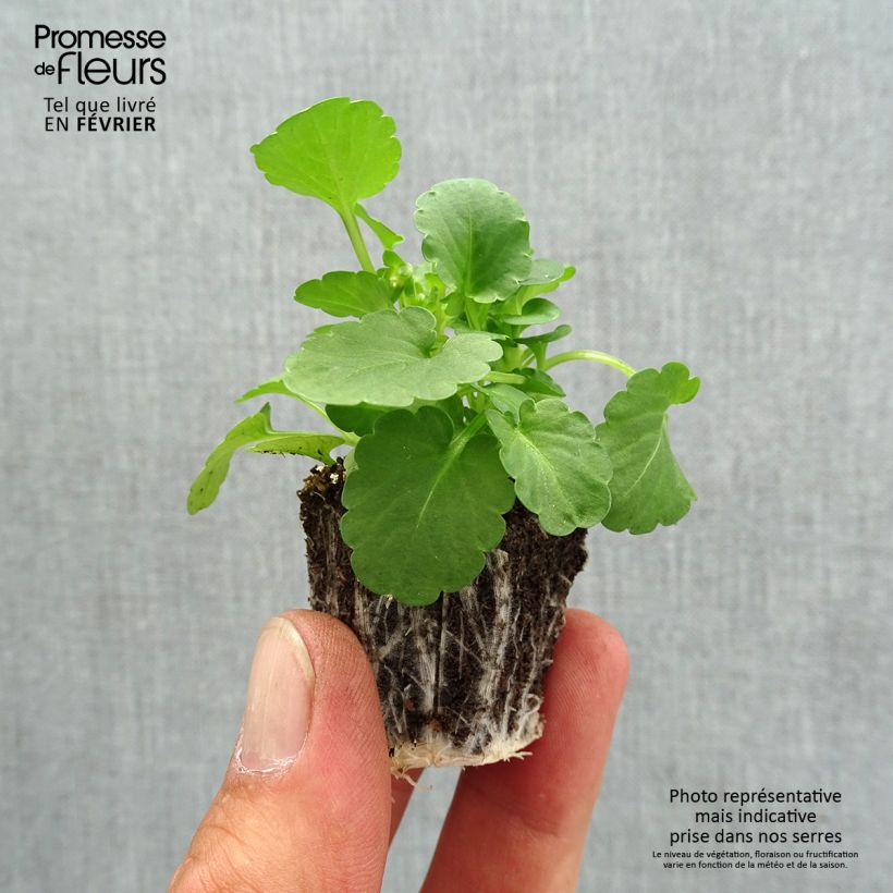 Exemplaar van Viola cornuta F1 Penny Yellow - Hoornviooltje Kluitplant: kluit 3,8 cm x 3,2 cm in een tray voor 16 planten zoals geleverd in de herfst