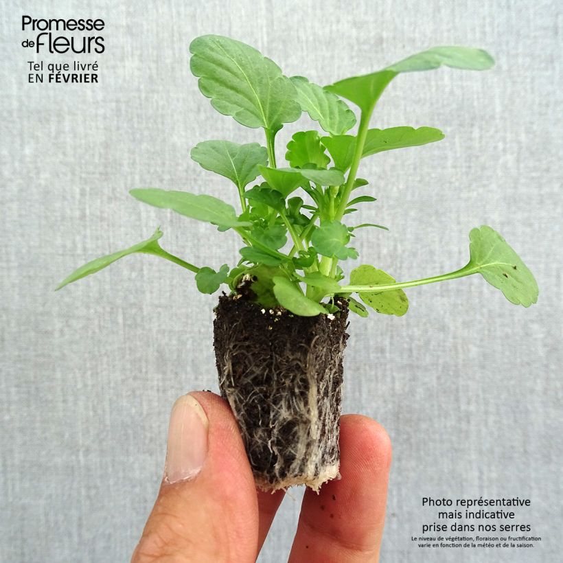 Exemplaar van Viola cornuta Sorbet XP Blueberry Sundae Mix - Hoornviooltje Kluitplant: kluit 3,8 cm x 3,2 cm in een tray voor 16 planten zoals geleverd in de herfst