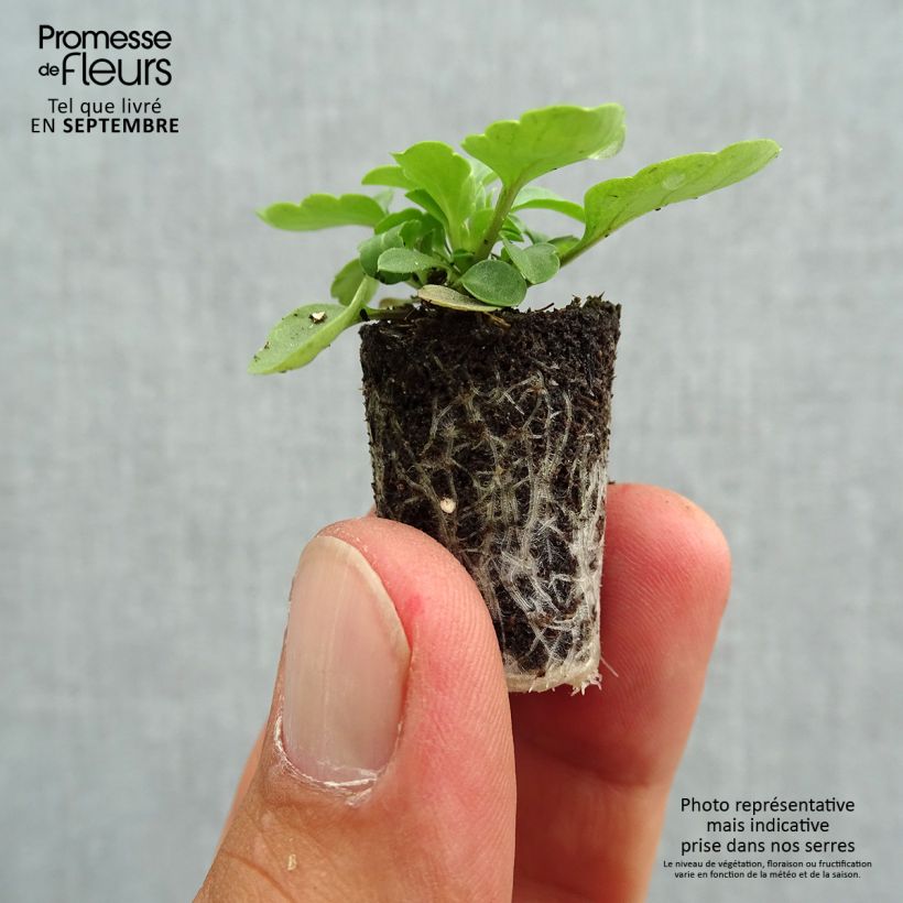 Exemplaar van Viola cornuta Sorbet XP Pink Wing - Hoornviooltje Mini-mot Ø 1,5/2,5 cm zoals geleverd in de herfst