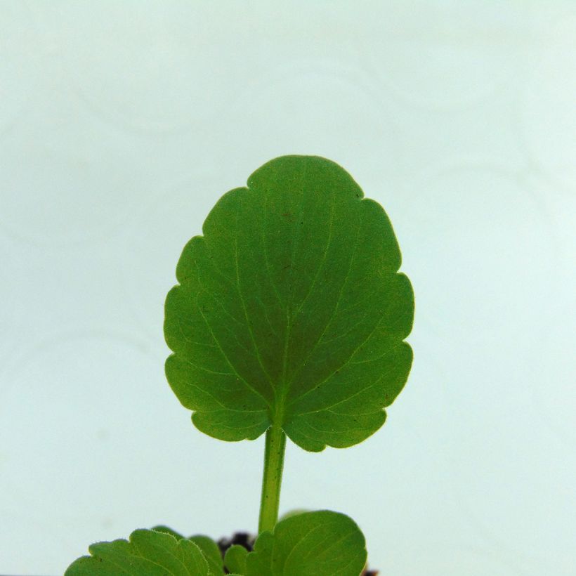 Viola cornuta Sorbet XP Raspberry (Blad)