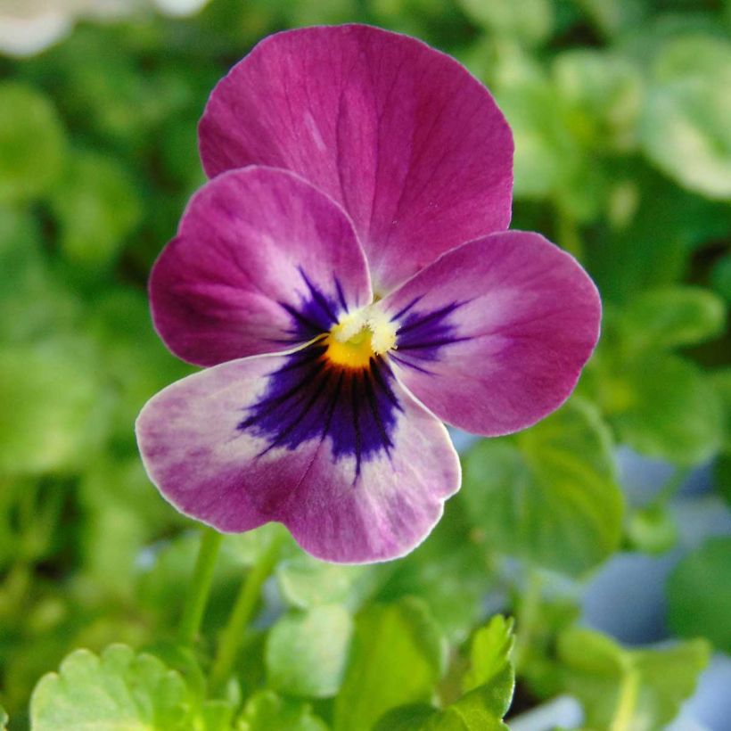 Viola cornuta Sorbet XP Raspberry (Bloei)