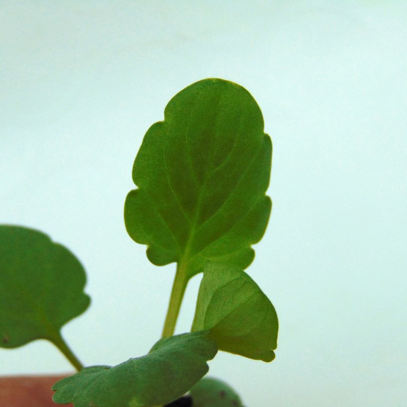 Viola cornuta Sorbet XP F1 Blue Blotch - Hoornviooltje (Blad)