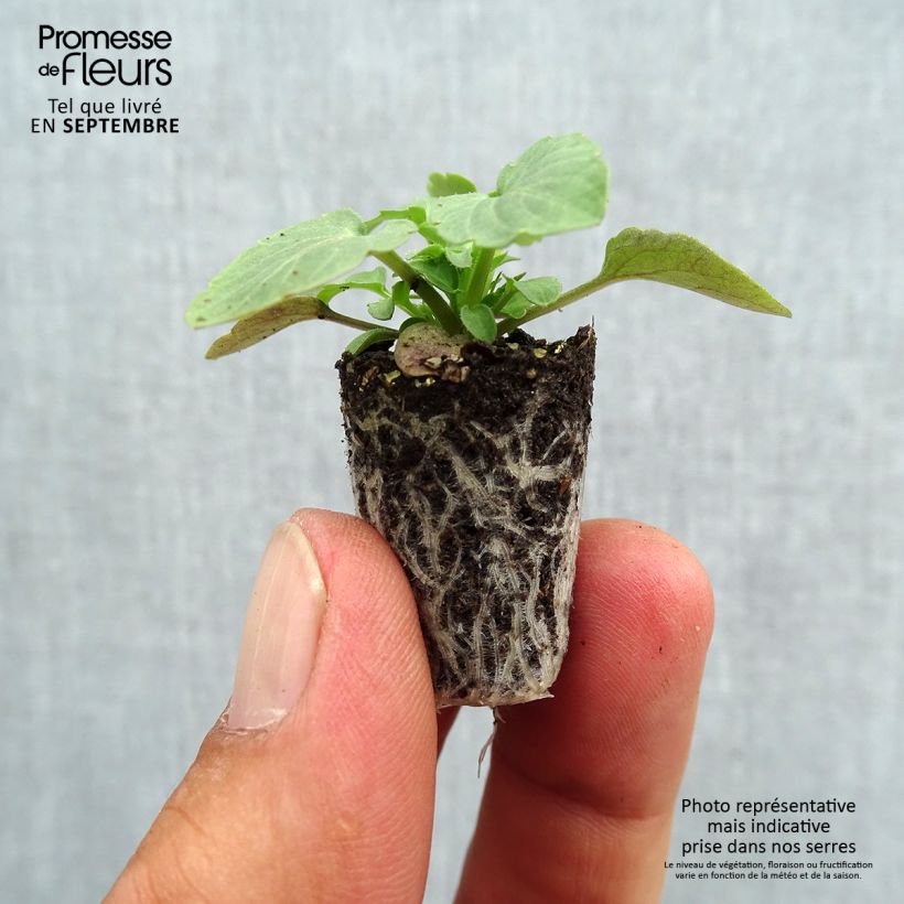 Exemplaar van Viola cornuta Sorbet XP F1 Blue Blotch - Hoornviooltje Mini-mot Ø 1,5/2,5 cm zoals geleverd in de herfst