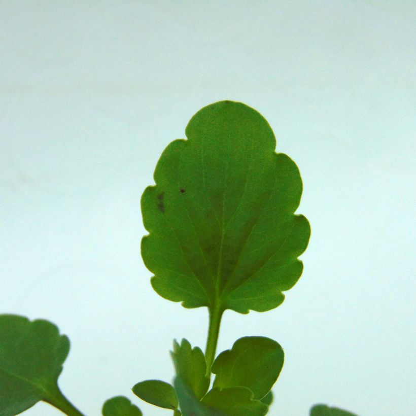 Viola cornuta Sorbet XP F1 White - Hoornviooltje (Blad)