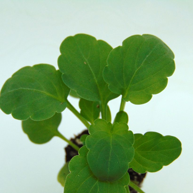 Viola cornuta XP Lemon Jump-Up - Hoornviooltje (Blad)