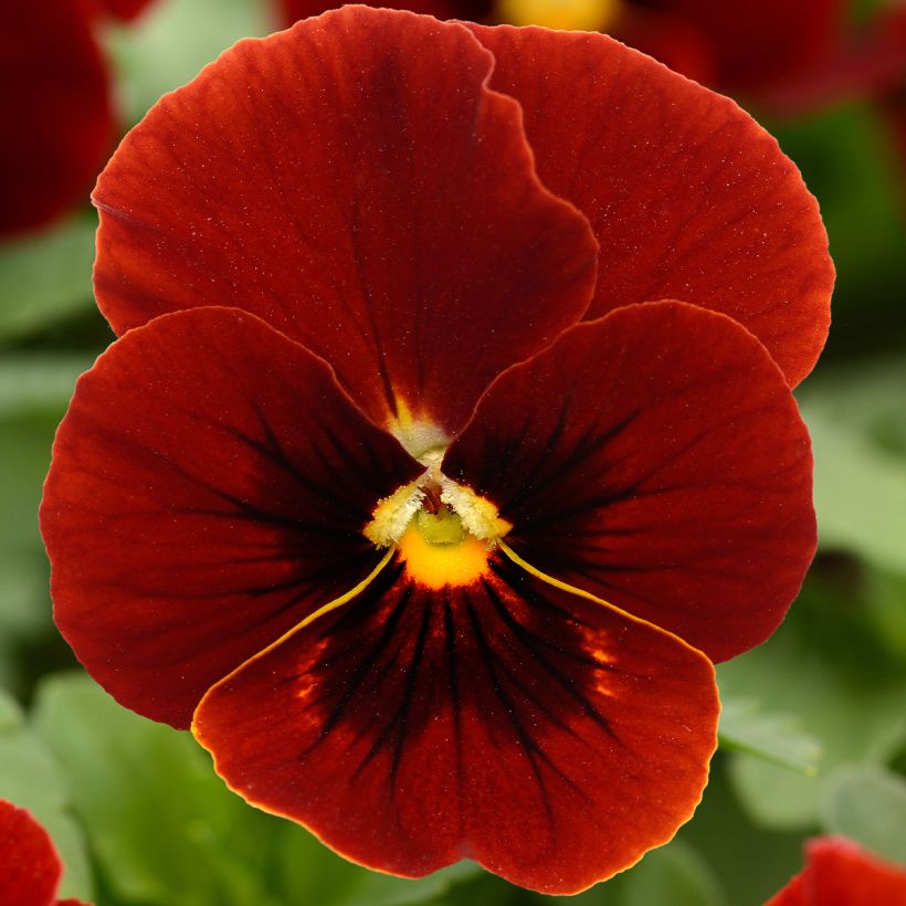 Viola cornuta orbet XP Red - Hoornviooltje (Bloei)