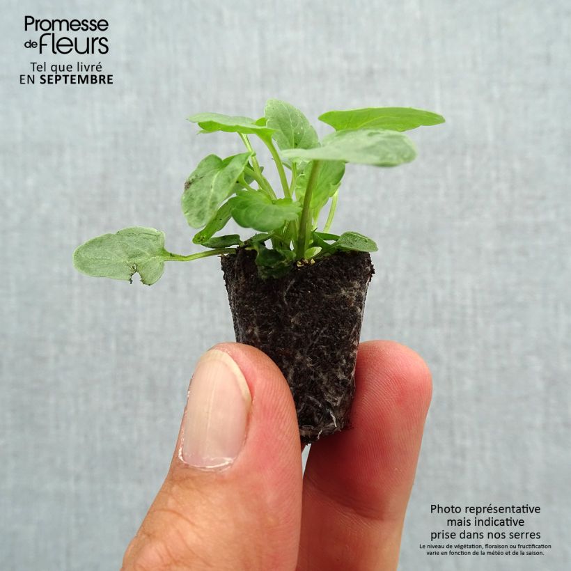 Exemplaar van Viola cornuta XP Sorbet Marina - Hoornviooltje Mini-mot Ø 1,5/2,5 cm zoals geleverd in de herfst