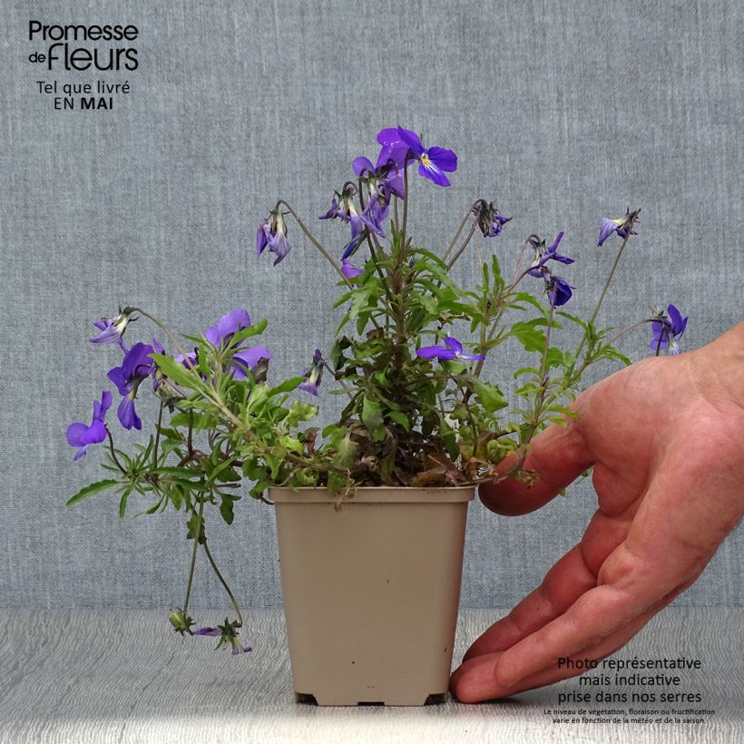 Exemplaar van Viola corsica - Corsicaans viooltje Kweekpotje van 8/9 cm zoals geleverd in de lente