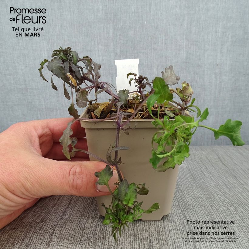 Exemplaar van Viola corsica - Corsicaans viooltje Kweekpotje van 8/9 cm zoals geleverd in de winter